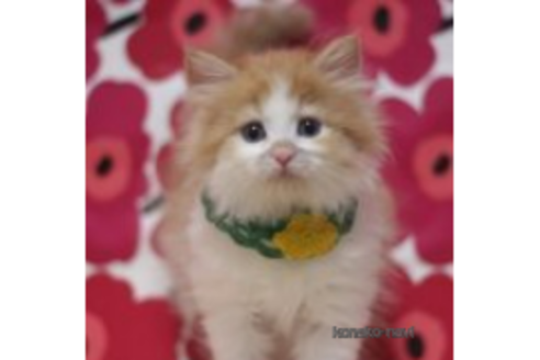 成約済の東京都のマンチカン-70809の3枚目